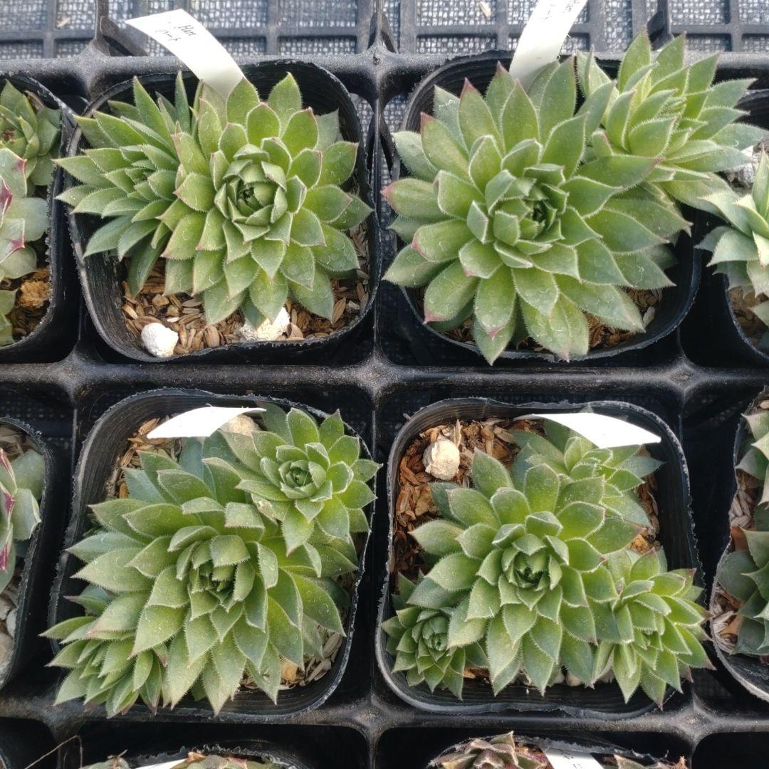 1ポット410円〜 センペルビウム26年1月 その10