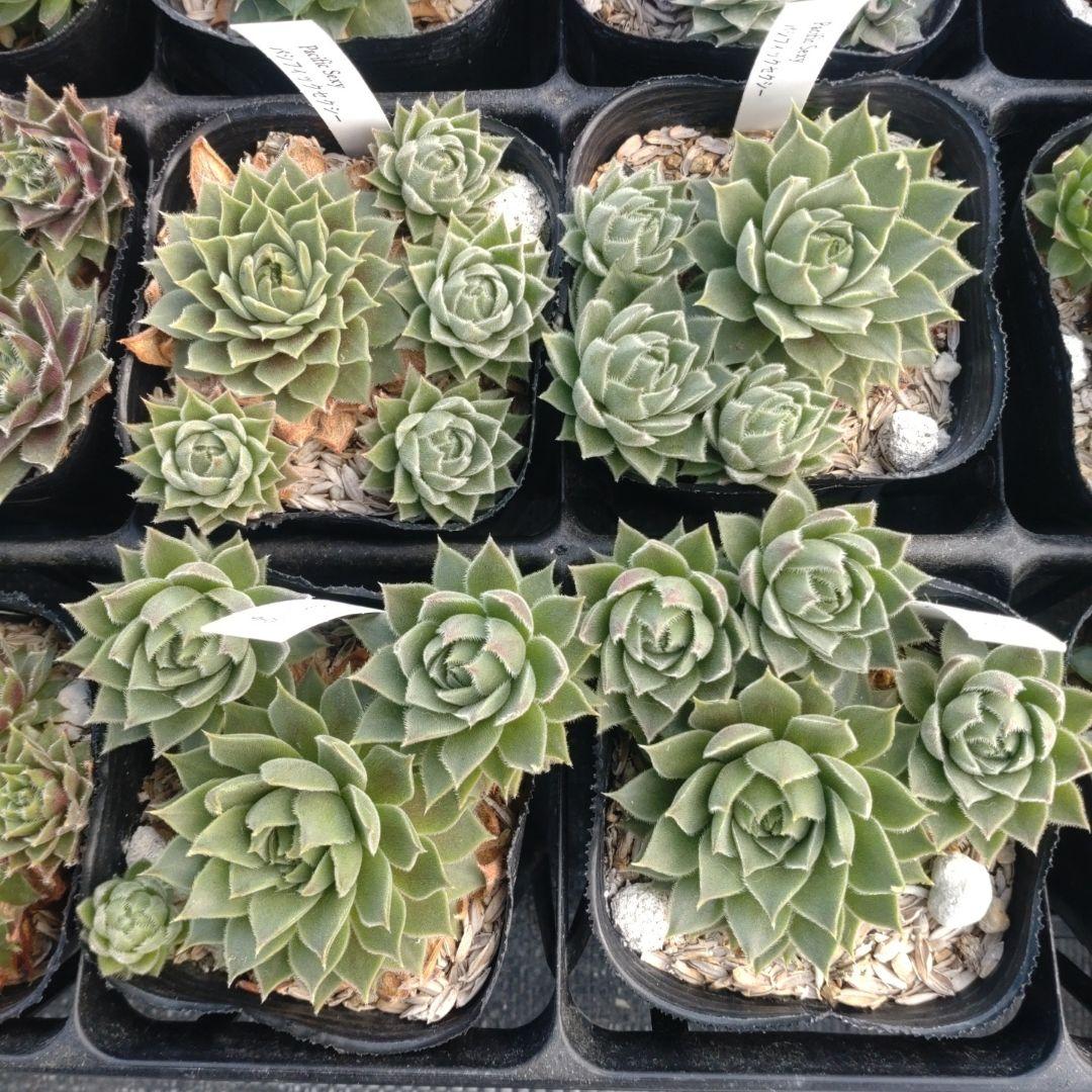 1ポット410円〜 センペルビウム26年1月 その10