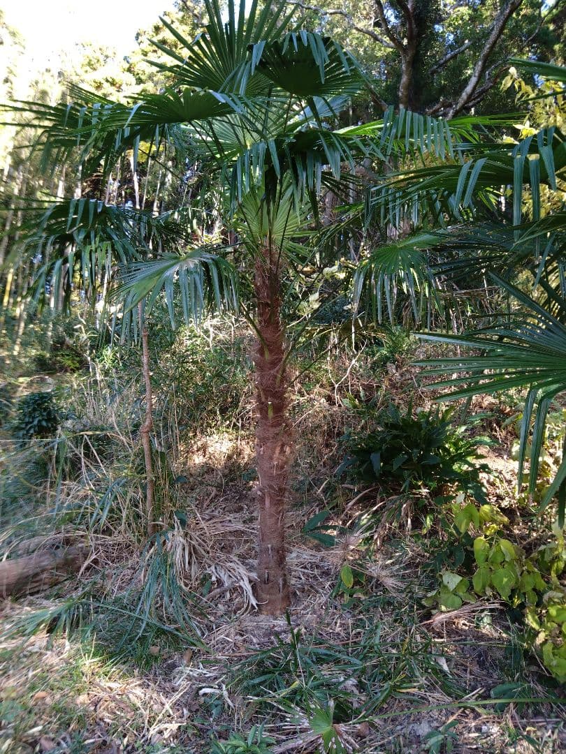 シュロの木、棕櫚の木、1本（選択可能）、庭木、ガーデニング、自己掘り出し