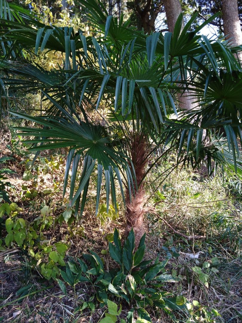 シュロの木、棕櫚の木、1本（選択可能）、庭木、ガーデニング、自己掘り出し