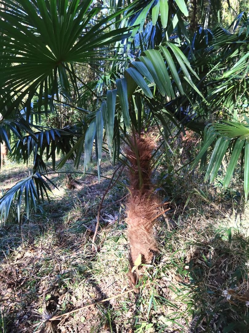 シュロの木、棕櫚の木、1本（選択可能）、庭木、ガーデニング、自己掘り出し