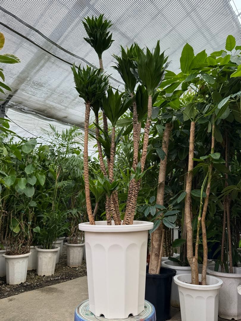 【送料込み】特大！ドラセナ コンパンクタ 10号鉢