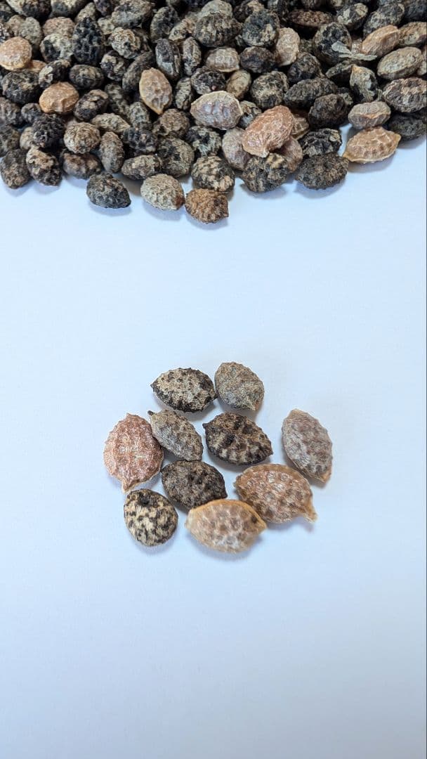 1月新着種子 アデニア ペチュエリー Adenia pechuelii 10粒