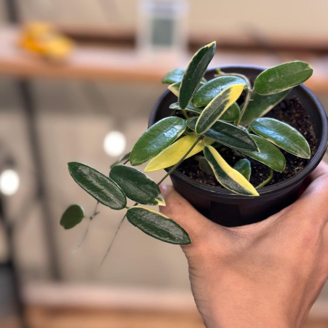 28 ホヤ　ライプリズム　‘Pink flower’外斑入り　 成長点多数