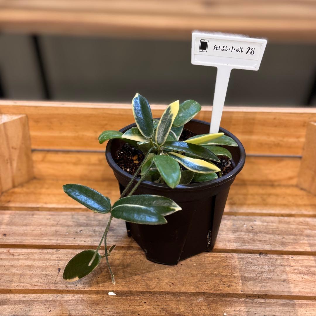 28 ホヤ　ライプリズム　‘Pink flower’外斑入り　 成長点多数