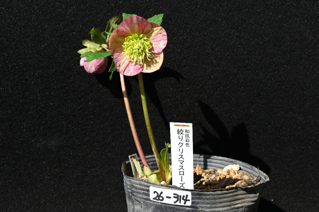 クリスマスローズ　認定絞り咲き　sd丸弁ソフトカップ咲き　加藤農園