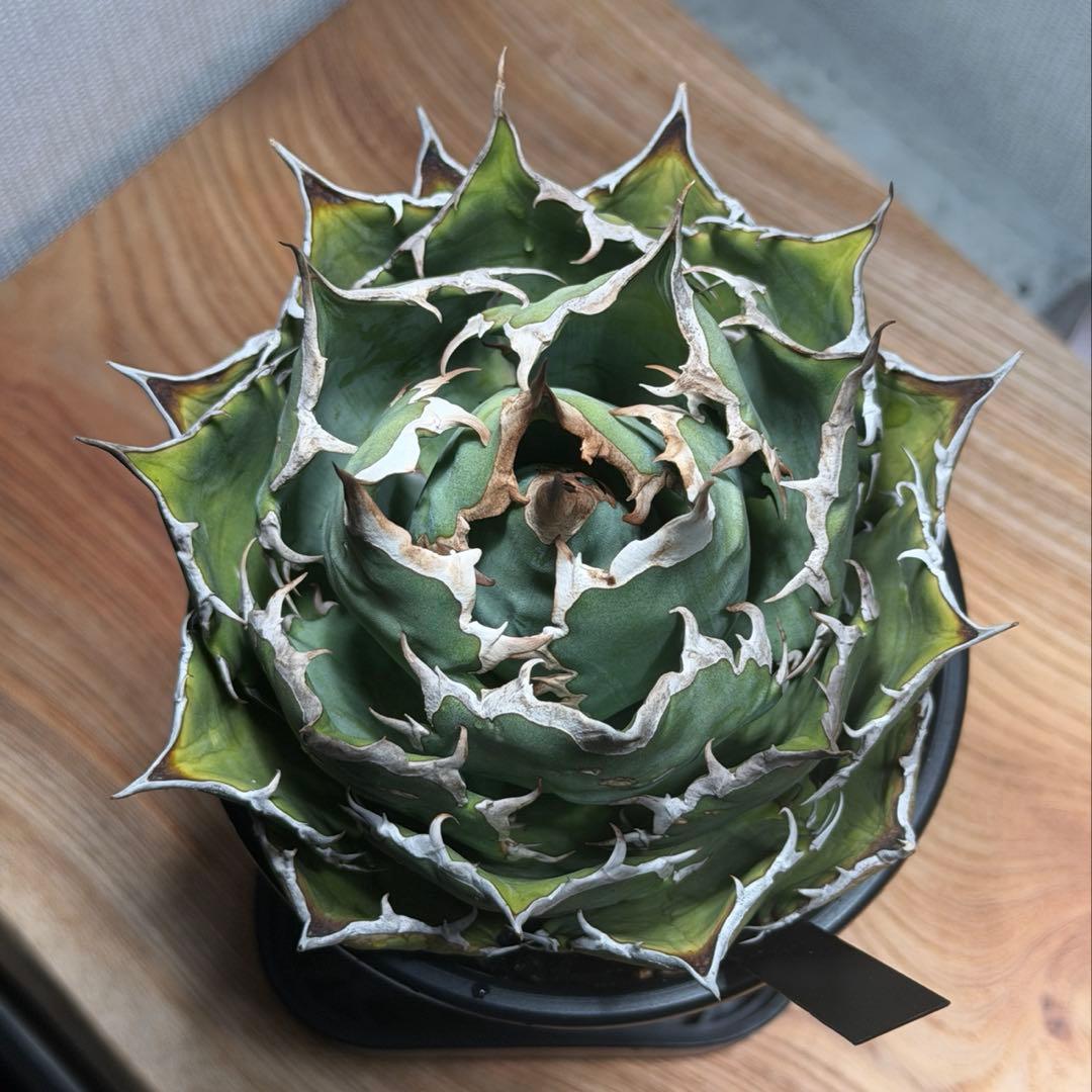 アガベ チタノタ 宝珠 発根済　超良型 極上 ボール型