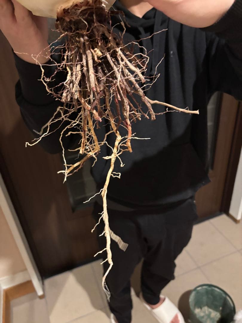 アガベ　オバティフォリア　大株　特価株