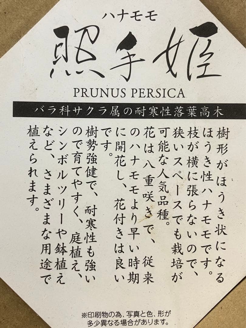 ひな祭り記念樹 照手姫 桃の花 苗木