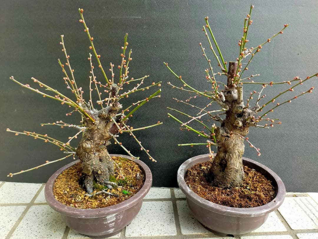 ぷりん　梅　思いのまま　盆栽　２本