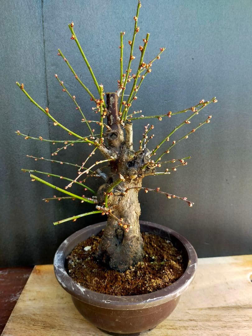 ぷりん　梅　思いのまま　盆栽　２本