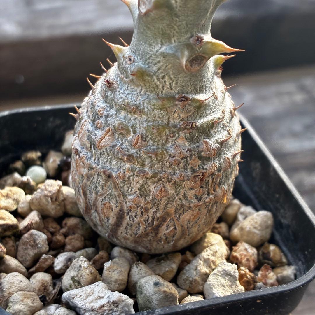 パキポディウム　ウィンゾリー　国内実生　鉢のまま発送　太め