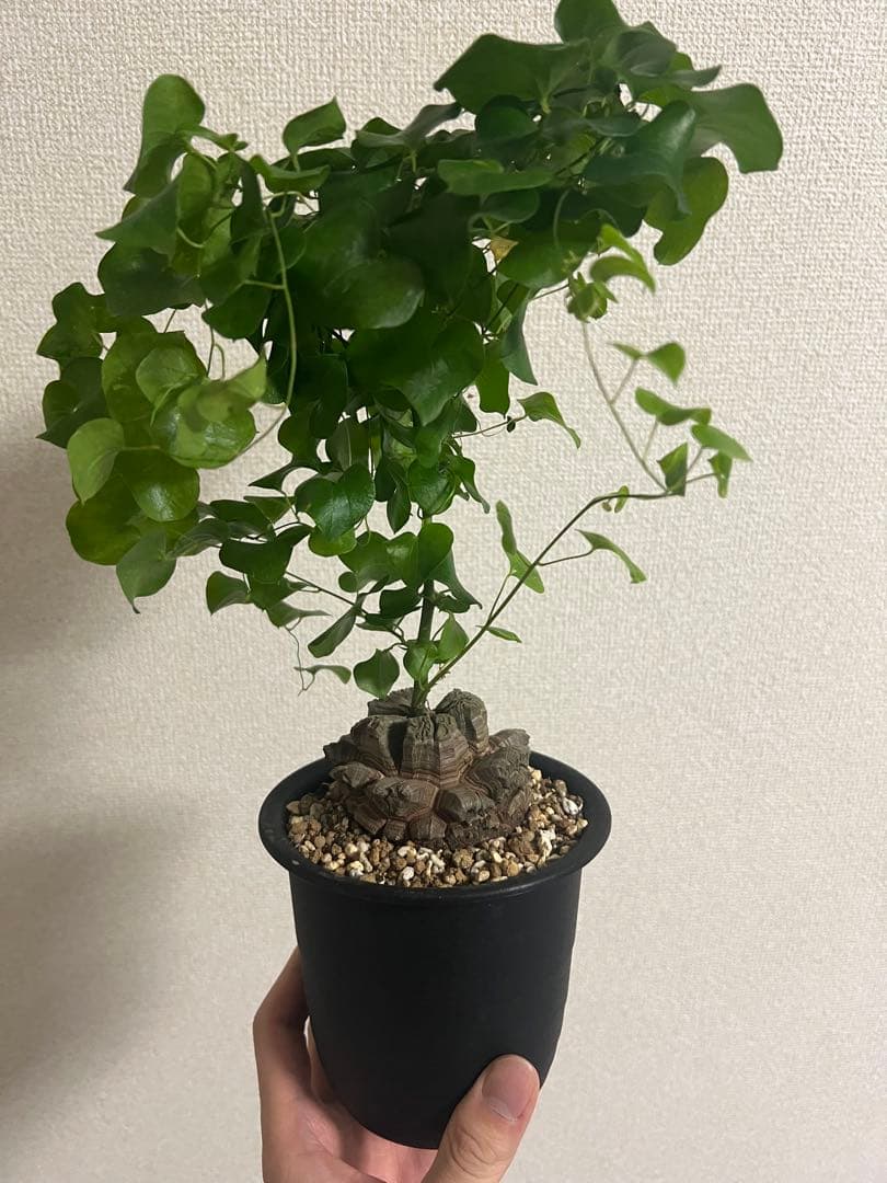 4号鉢　亀甲竜　良型美株