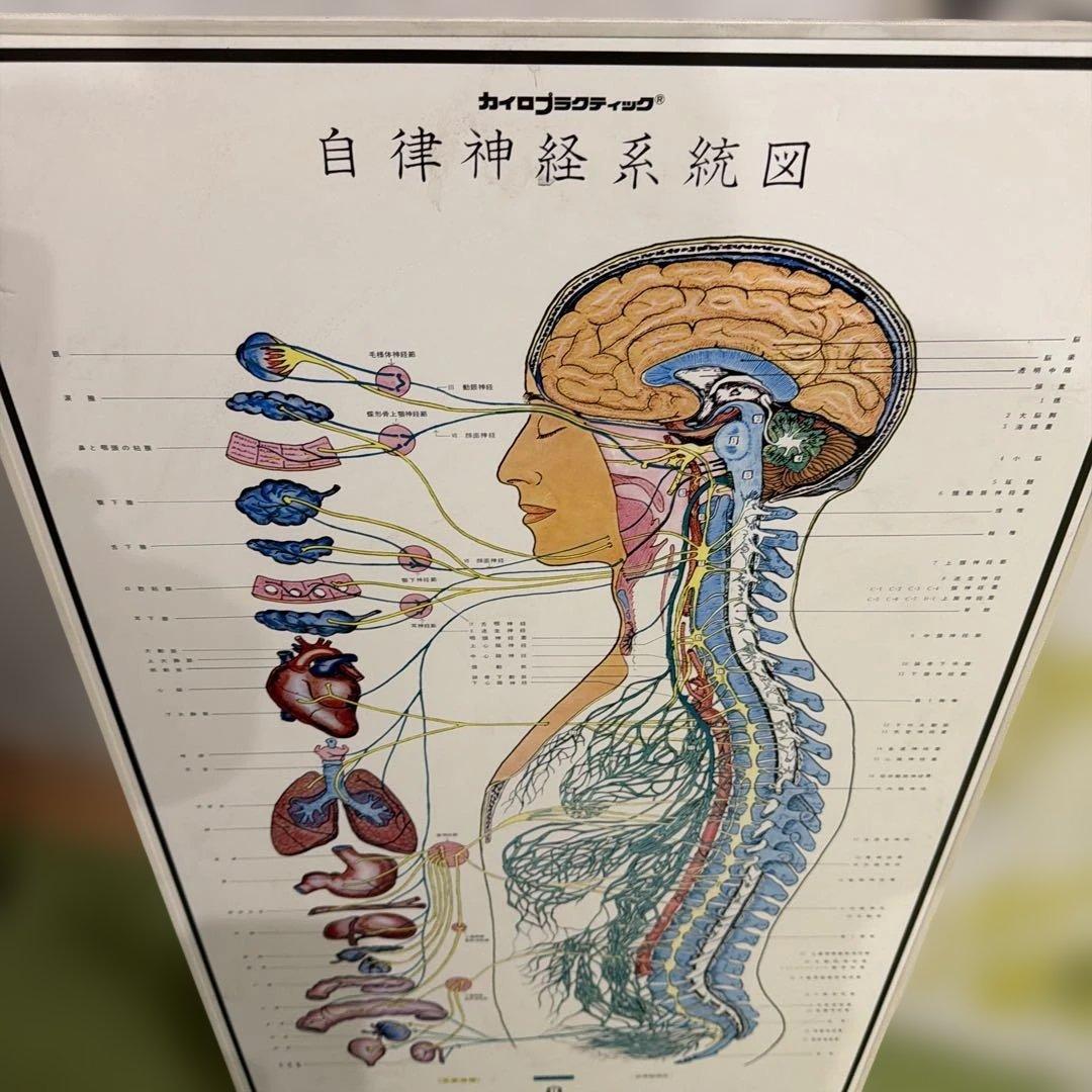 自律神経系図・人体神経系図セット