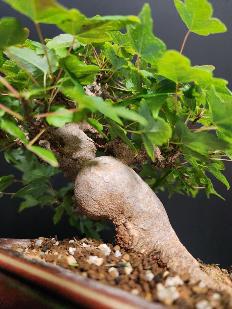 【写真追加】楓 かえで カエデ 楓盆栽 かえで盆栽 小品盆栽 紅葉