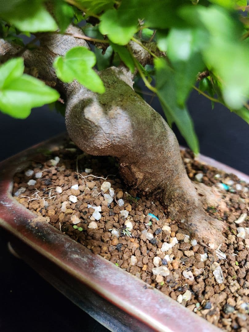 【写真追加】楓 かえで カエデ 楓盆栽 かえで盆栽 小品盆栽 紅葉