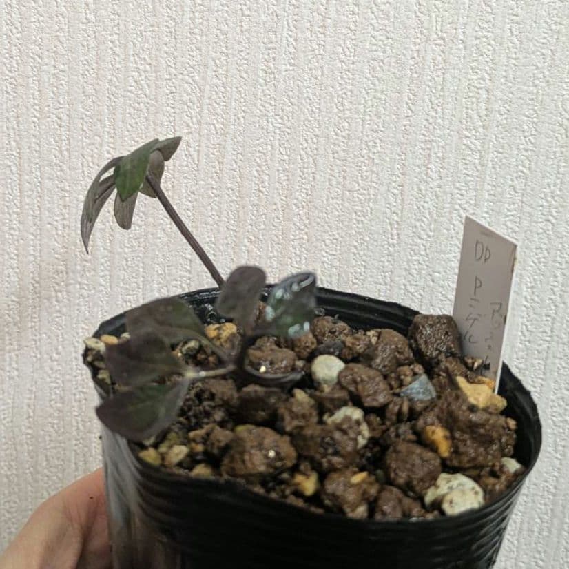 クリスマスローズ　dd　ピンク　ニゲル　アッシュードセルフ実生２年３号ポット　苗