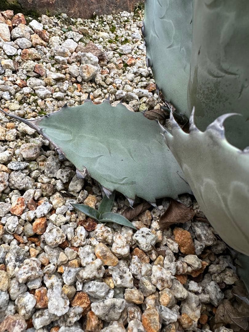 パリー　ハイブリッド　トランカータ　アプラナータ　子株付き