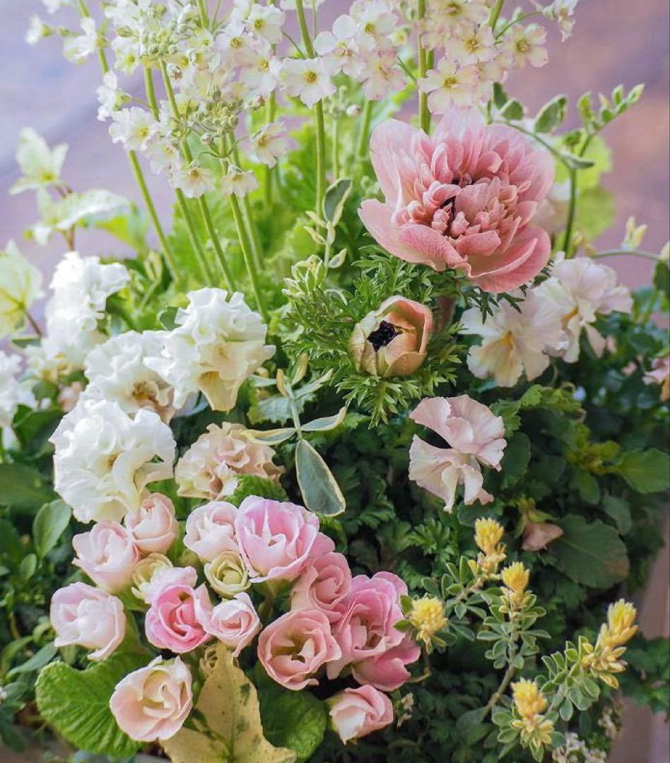 ヒヤシンス咲く天使のお庭