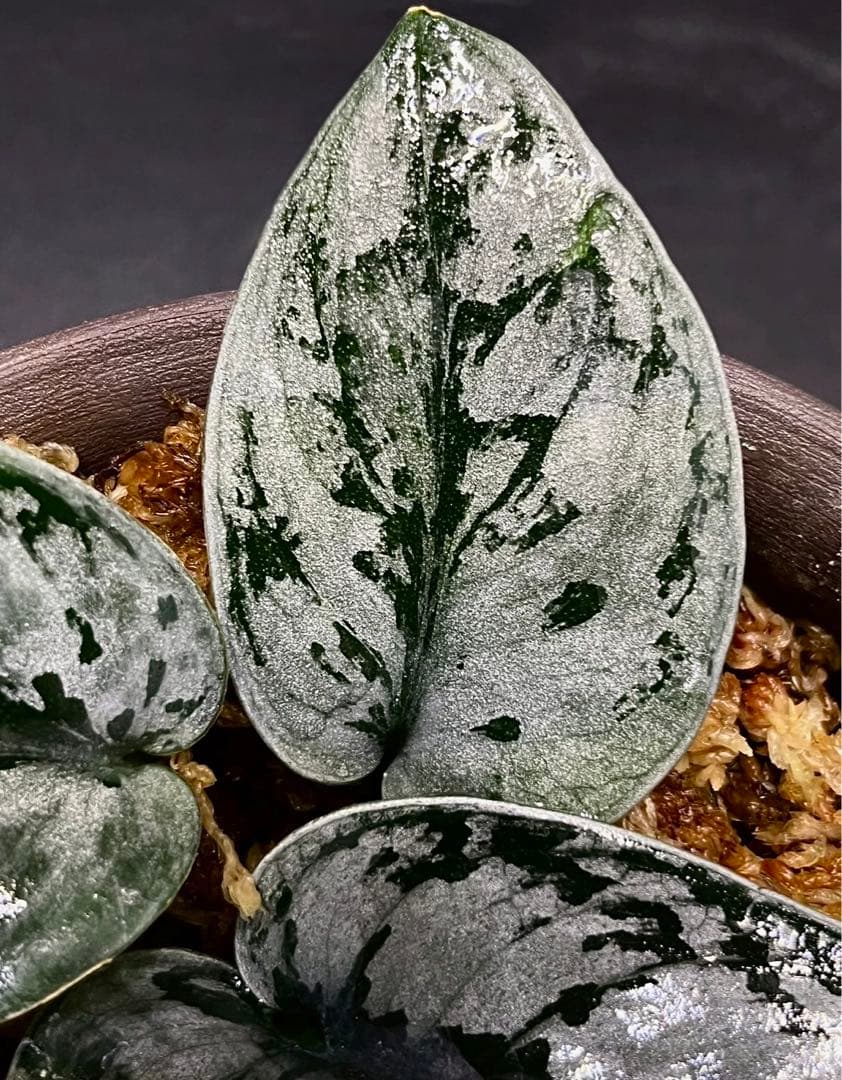 【大株】 Scindapsus silver llic ★スキンダプサス