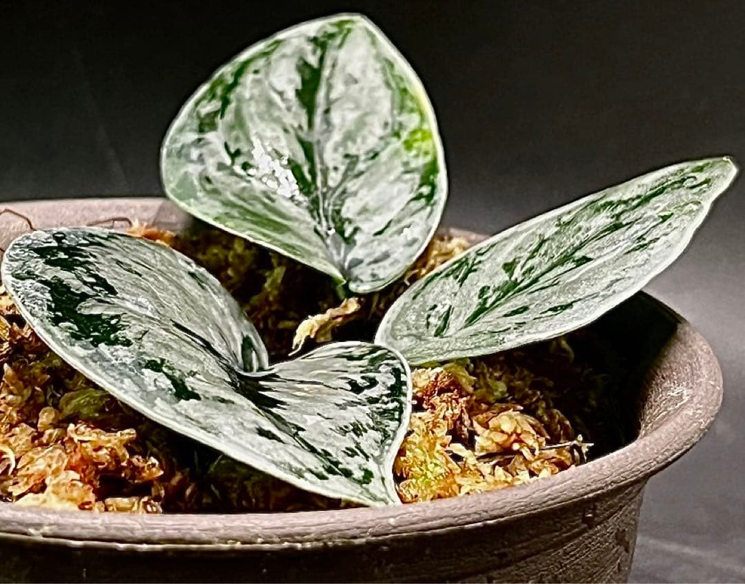 【大株】 Scindapsus silver llic ★スキンダプサス