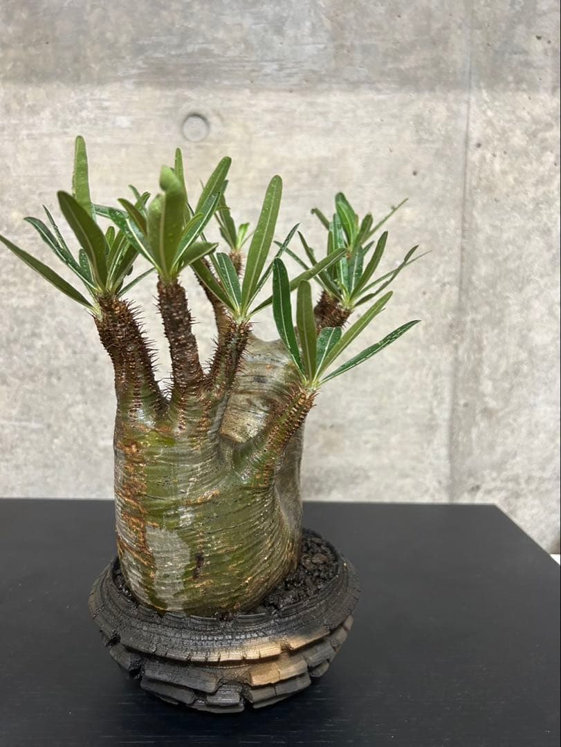 パキポディウム　グラキリス　発根済　現地球