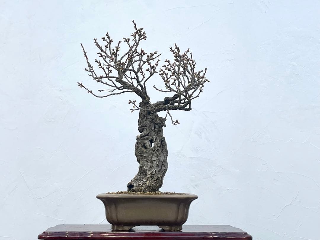 三河盆栽　野梅　ヤバイ　梅　盆栽　花物　白花　極古　荒皮　サバ幹　太幹　古木