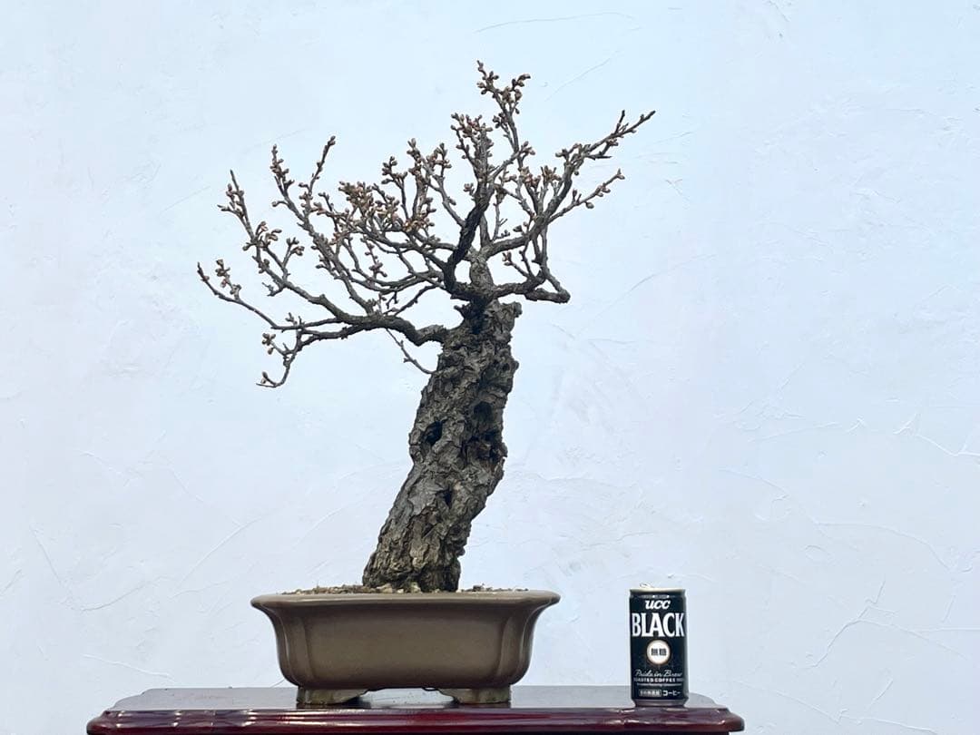三河盆栽　野梅　ヤバイ　梅　盆栽　花物　白花　極古　荒皮　サバ幹　太幹　古木
