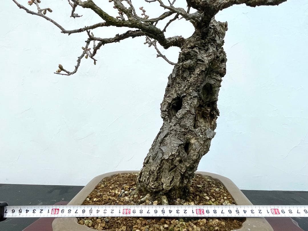 三河盆栽　野梅　ヤバイ　梅　盆栽　花物　白花　極古　荒皮　サバ幹　太幹　古木