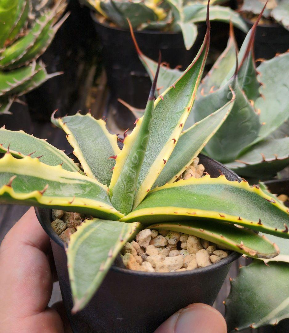 本日限り福袋】アガベ パラサナ インプレッショニスト　特選実生株セット