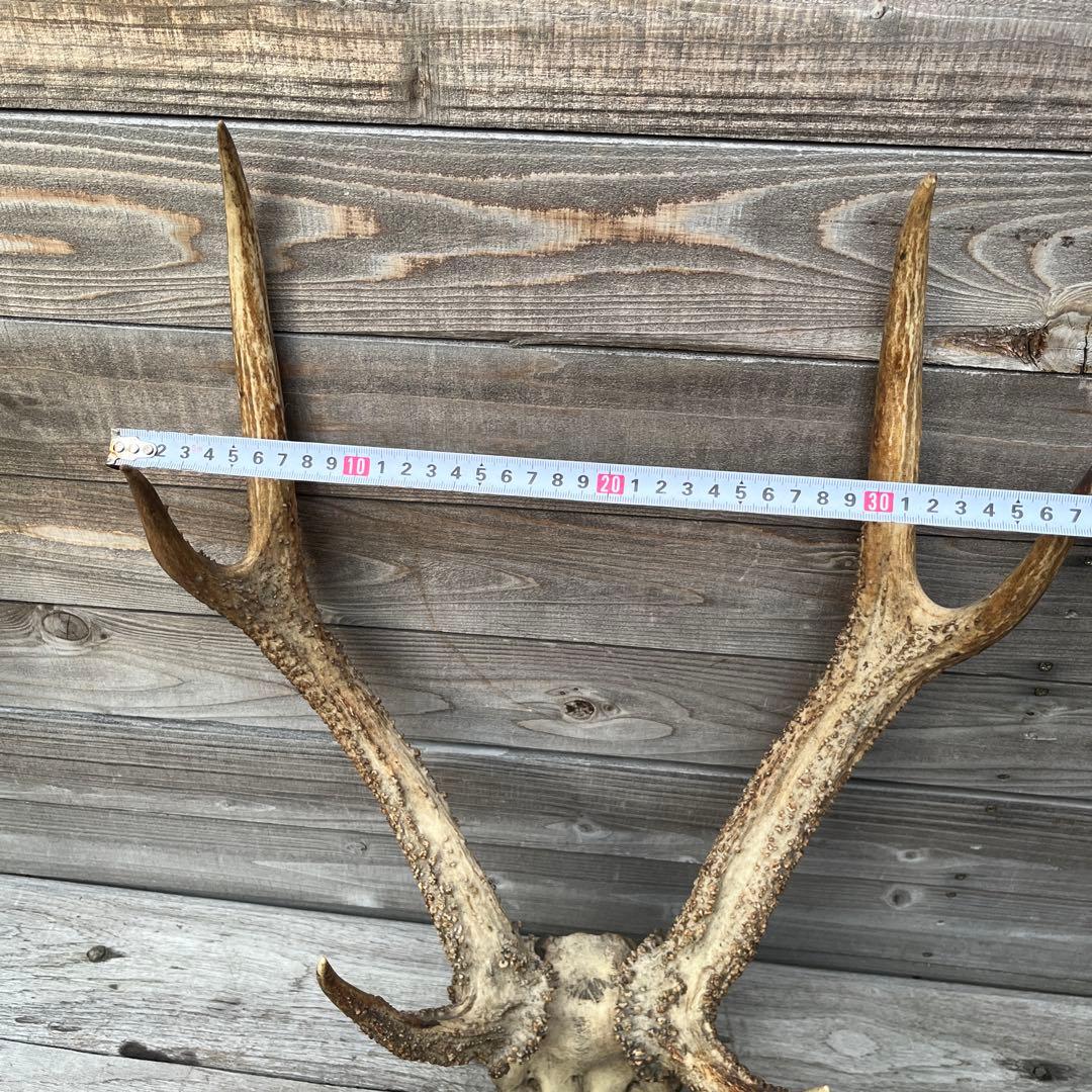ヴィンテージ鹿ツノ
