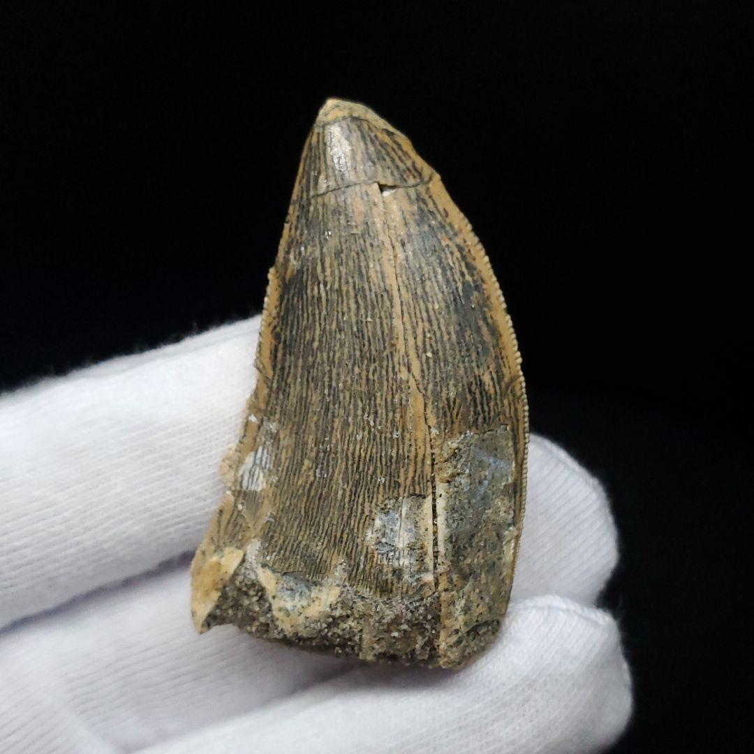 極上 カルカロドントサウルス 歯 化石 本物 モロッコ 42.92mm fca6