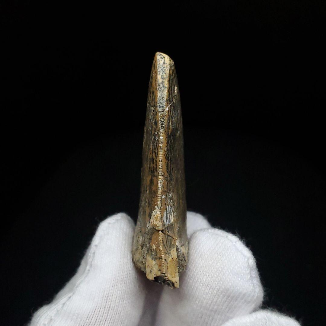 極上 カルカロドントサウルス 歯 化石 本物 モロッコ 42.92mm fca6