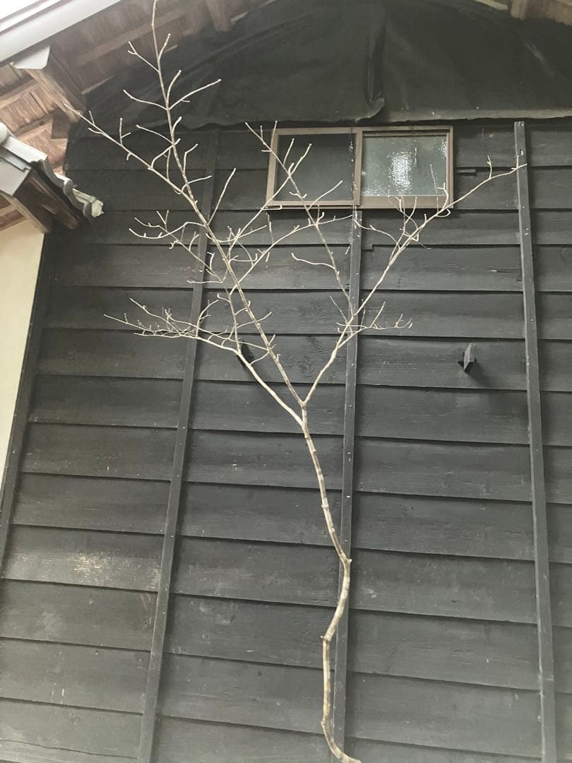 80 山採り　アオダモ