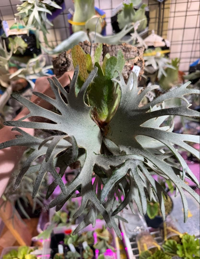 と*う様 エルブス　ウィリンキー　ビカクシダ　子株