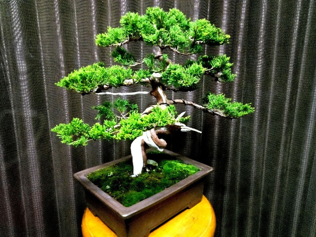 【中品　糸魚川真柏盆栽】fangking