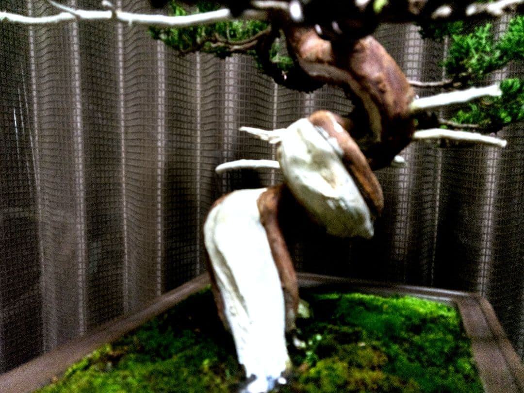 【中品　糸魚川真柏盆栽】fangking