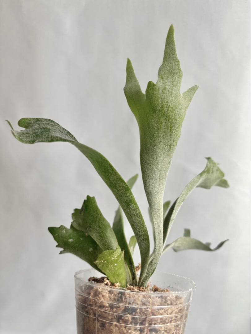 【メルカリ便】P. Willinckii Spur(TC) 【23】