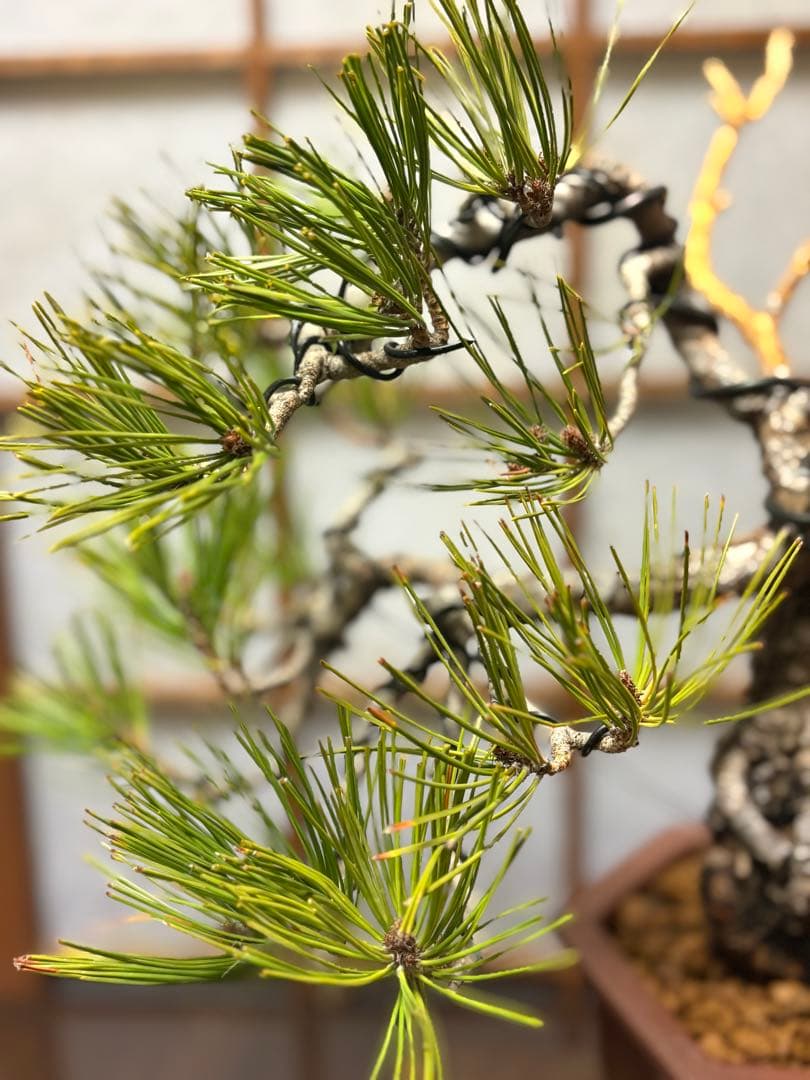 赤松盆栽❗️フォロワー様170人記念❗️値下げ❗️根上がり盆栽❗️黒松盆栽真柏盆栽