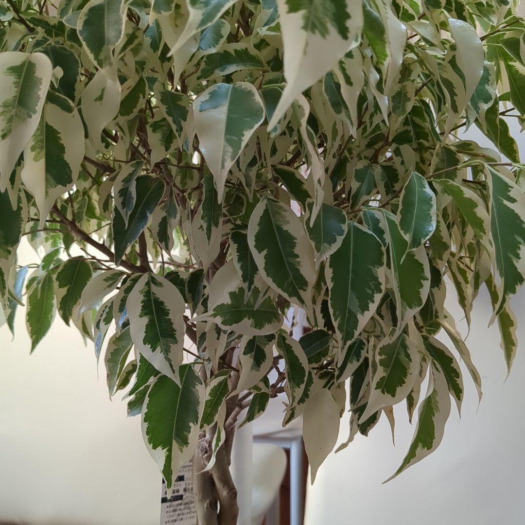 観葉植物　フィカスベンジャミナ・スターライトビューティークイーン　ねじり　7号