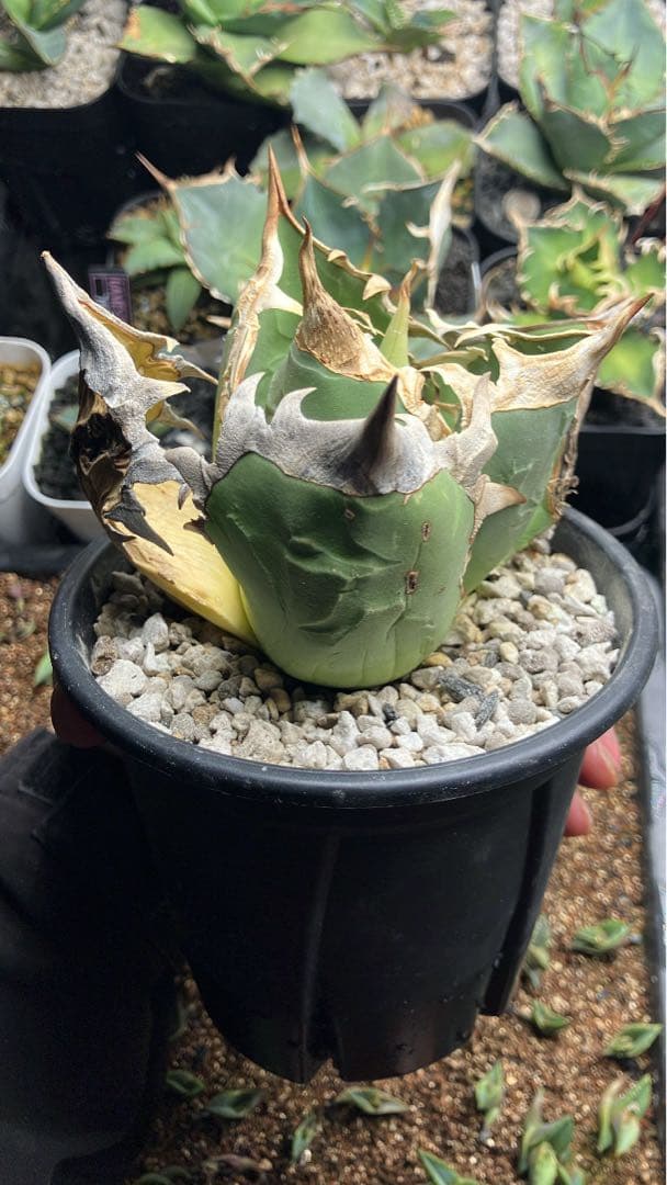 アガベ　オアハカwild 現地株