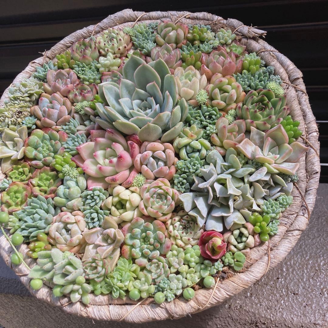 多肉植物　寄せ植え　韓国苗　特大