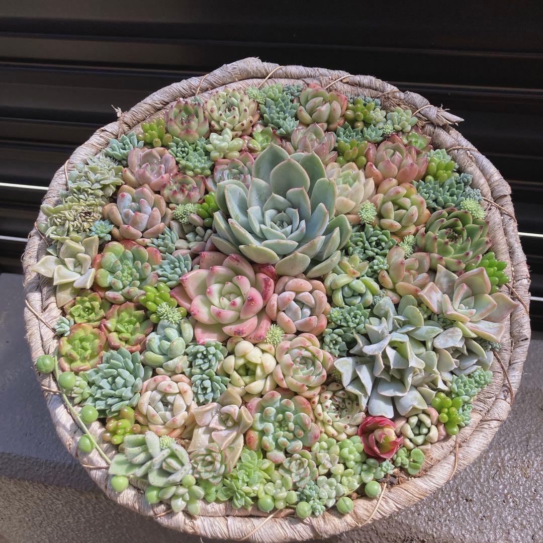 多肉植物　寄せ植え　韓国苗　特大