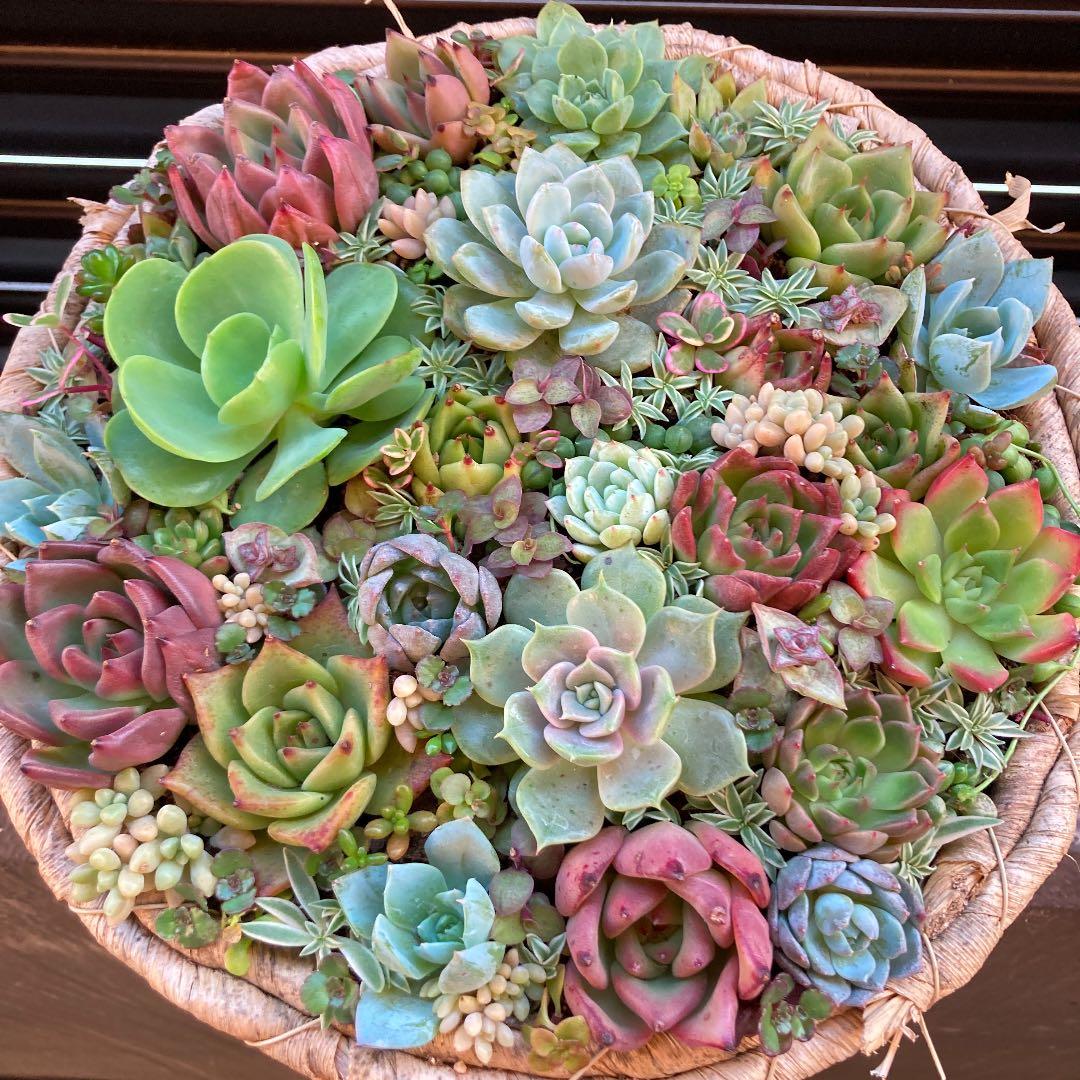 多肉植物　寄せ植え　韓国苗　特大