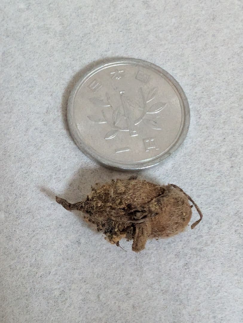 バシクルモン、ミズトンボソウ