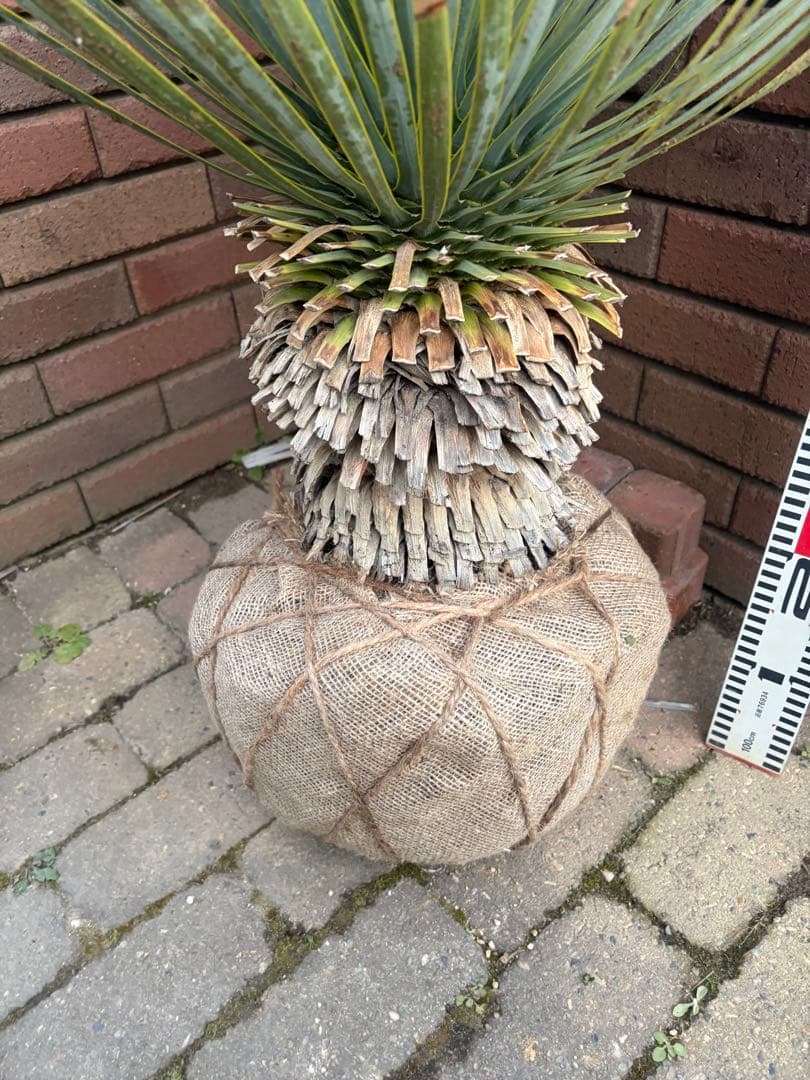 早いもの勝ち　ユッカ　ロストラータ