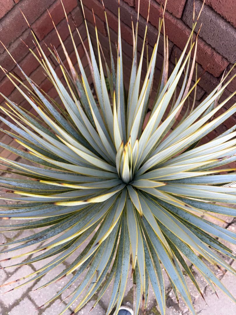 早いもの勝ち　ユッカ　ロストラータ