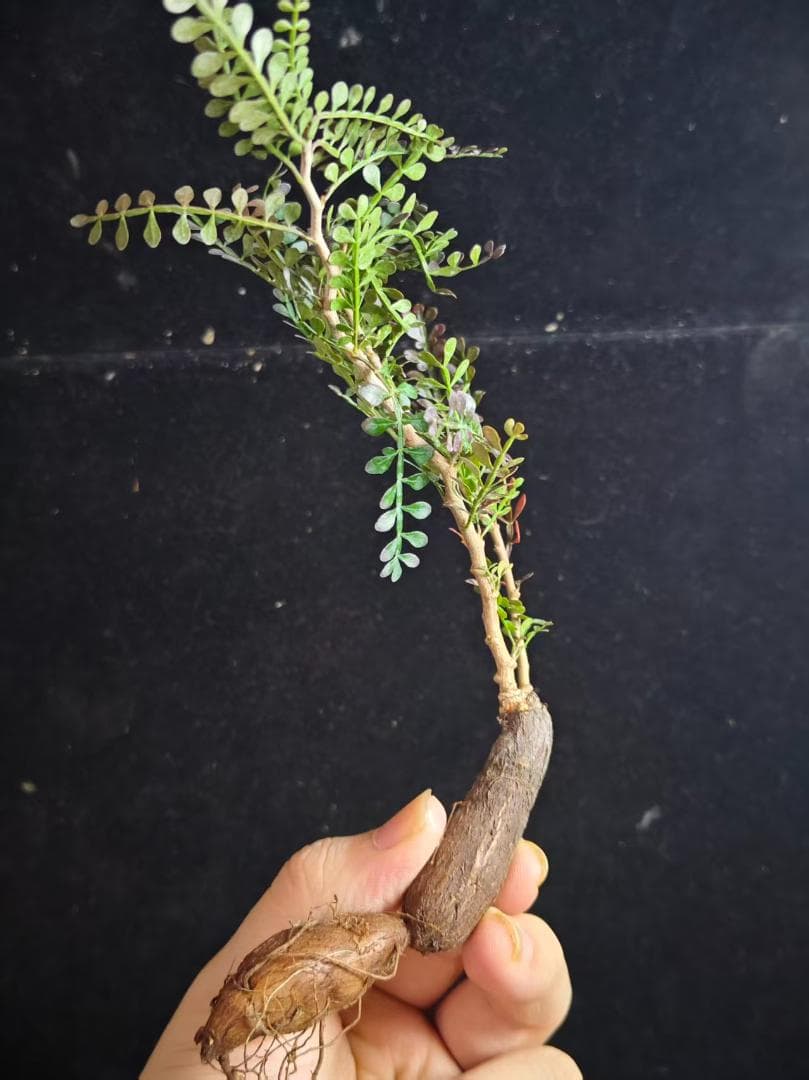 メ*郎様 オペルクリカリア パキプス／Operculicarya pachypu