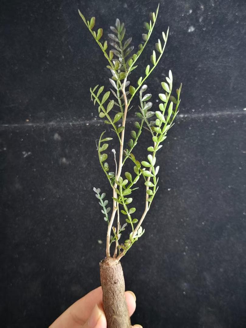 メ*郎様 オペルクリカリア パキプス／Operculicarya pachypu