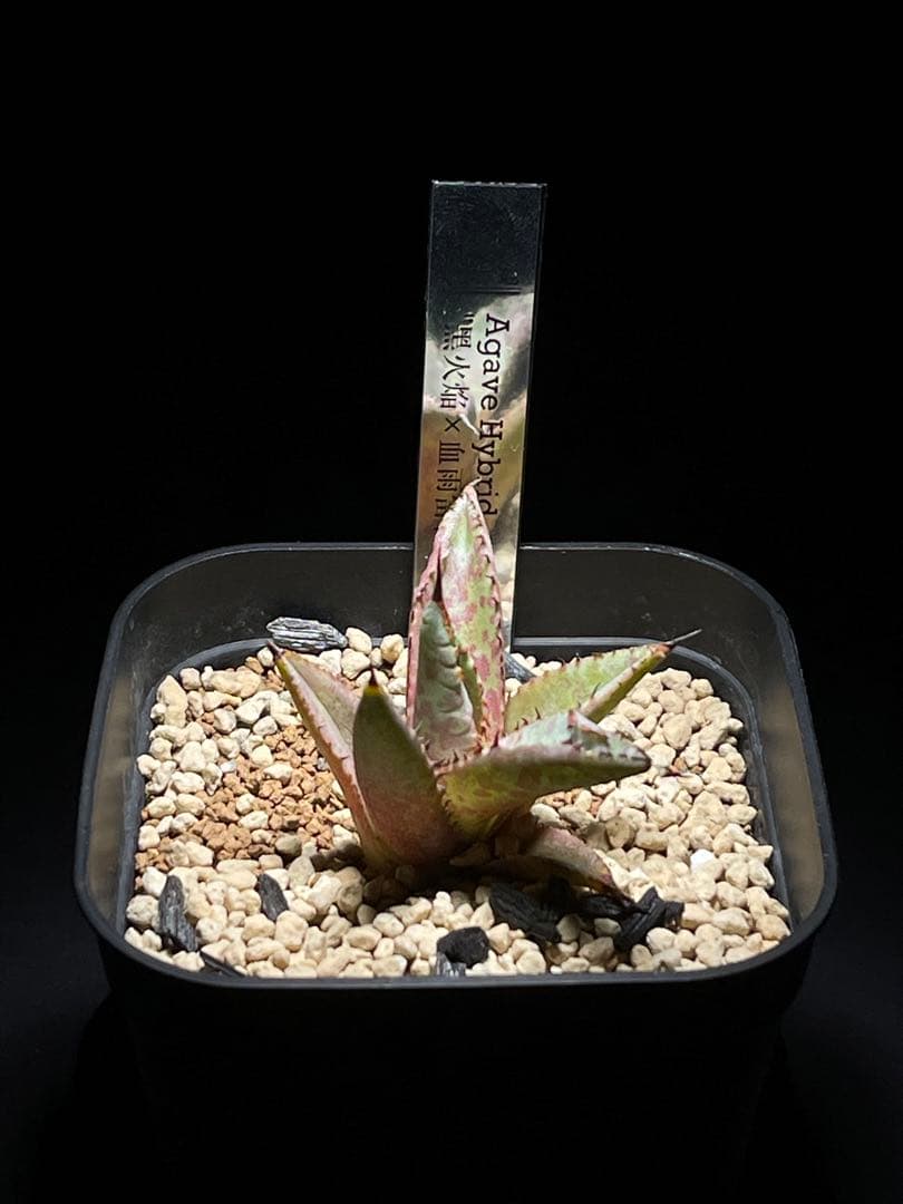 Agave Hybrid \"黑火焔×血雨雷神\"